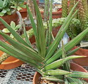 Blue Sansevieria 